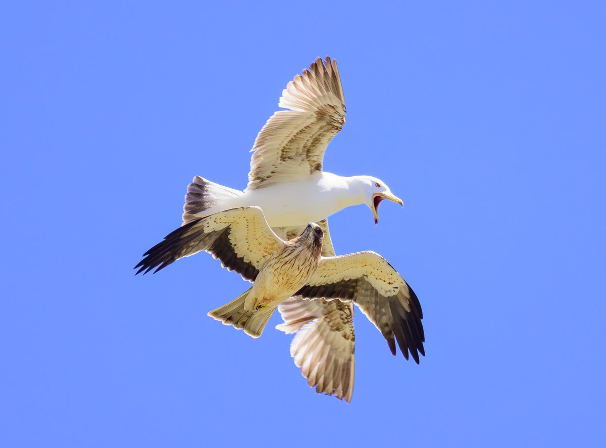 David Parody 🇬🇮 tweet media