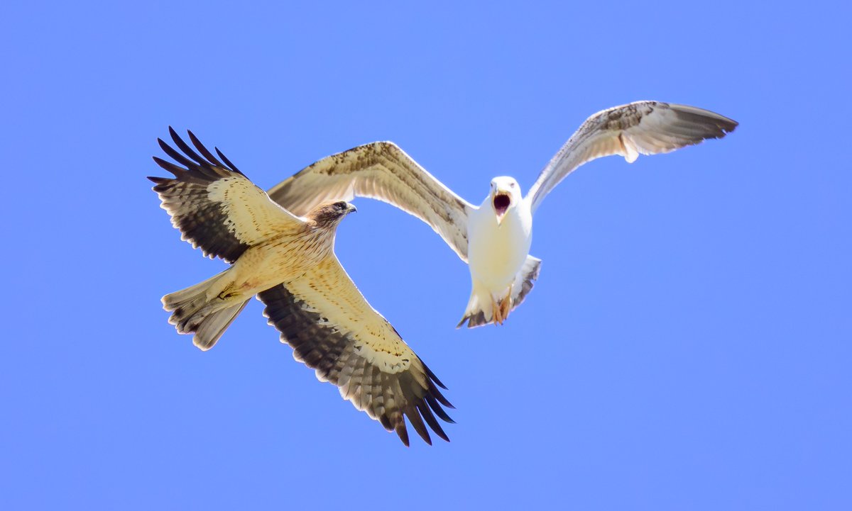 David Parody 🇬🇮 tweet media