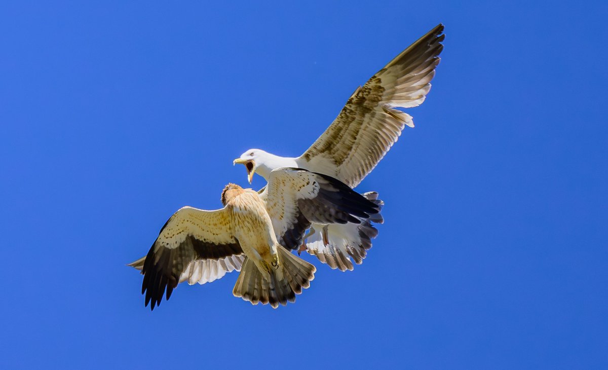 David Parody 🇬🇮 tweet media