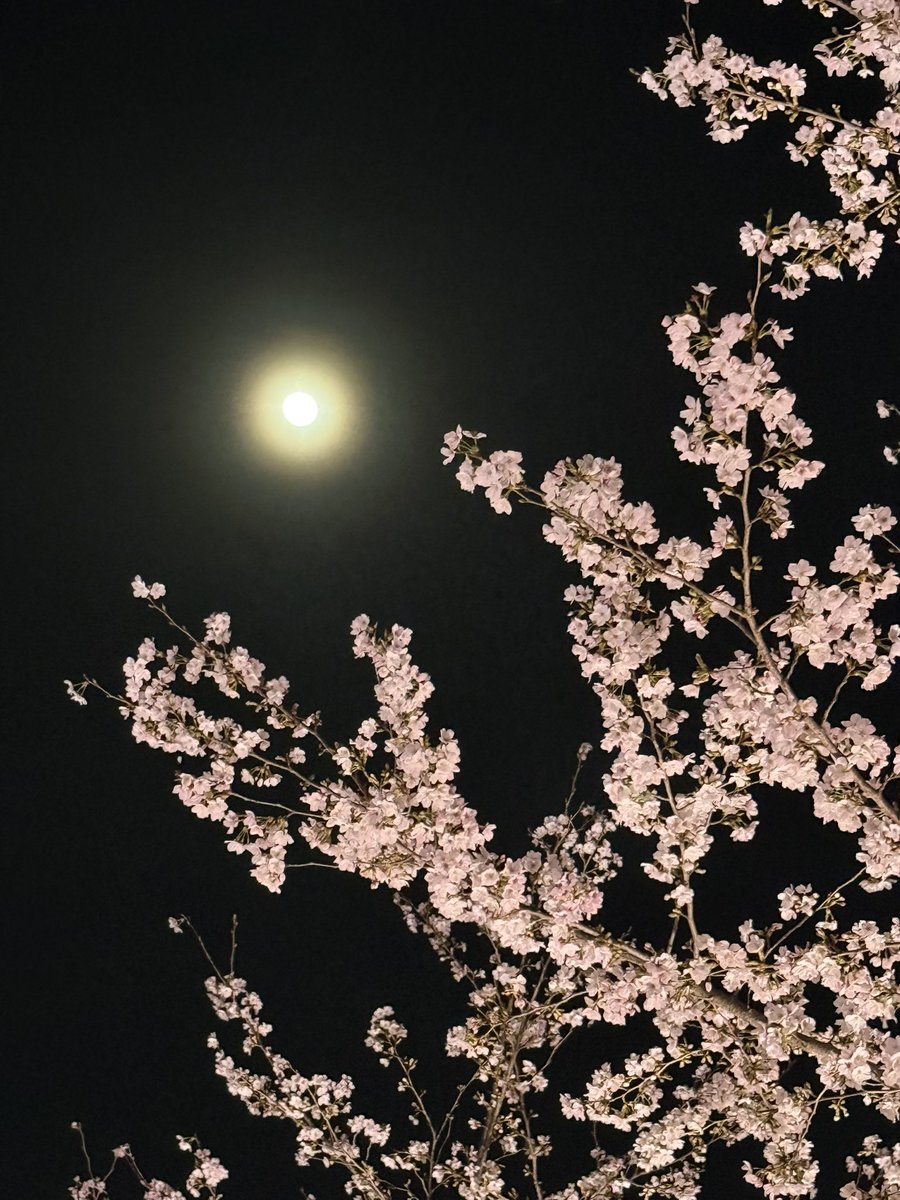 土城温美 tweet media