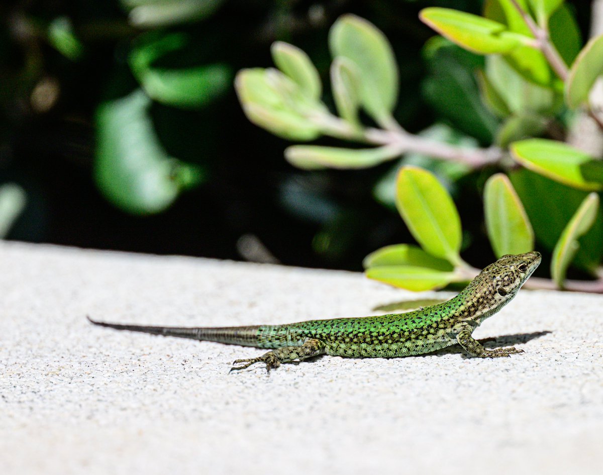 David Parody 🇬🇮 tweet media