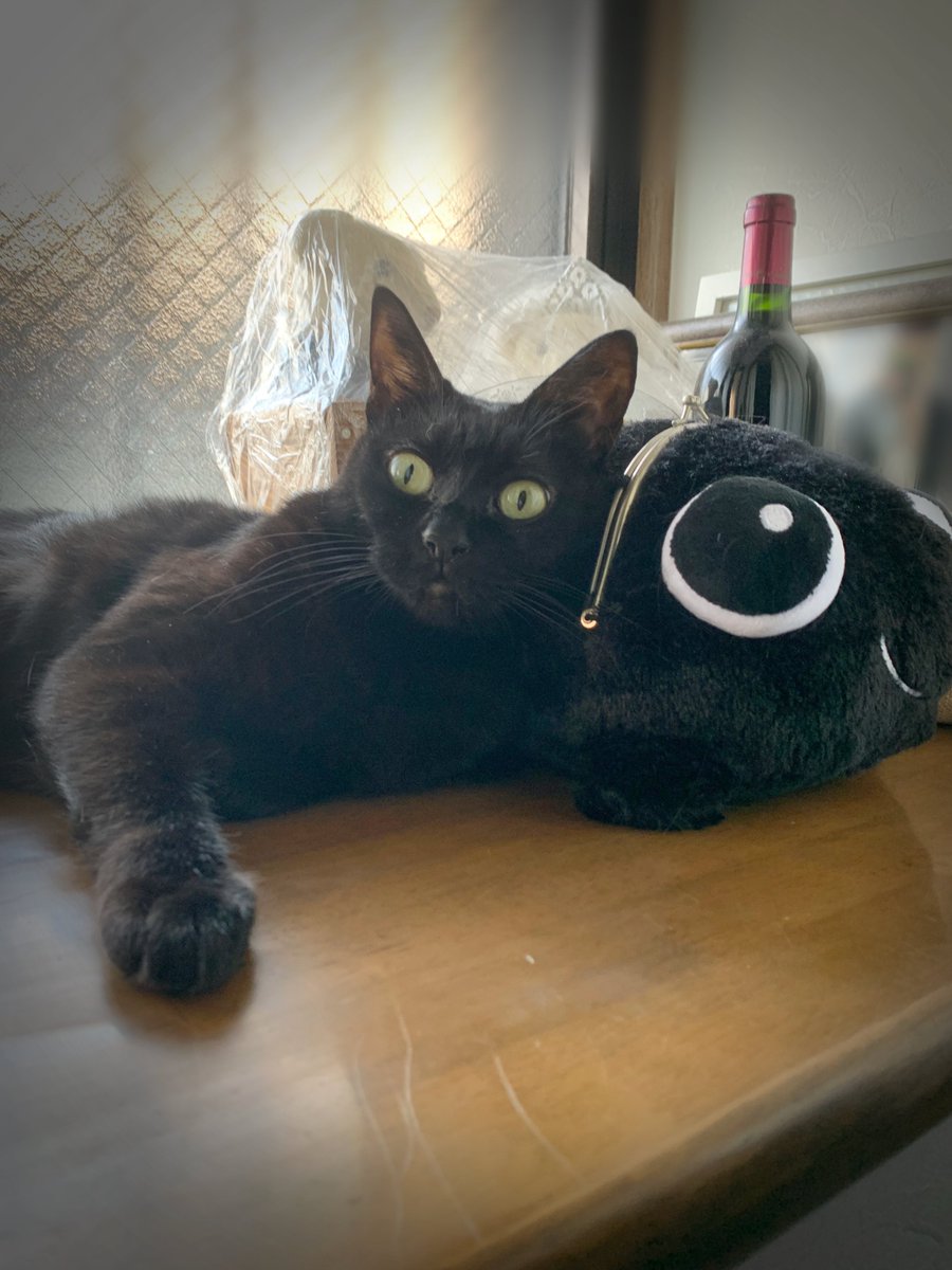 黒猫おはぎ(=^x^=)♪ 大好きなデメちゃんと💕」 #おはぎ ＃黒猫 #猫好きさんと繋がりたい