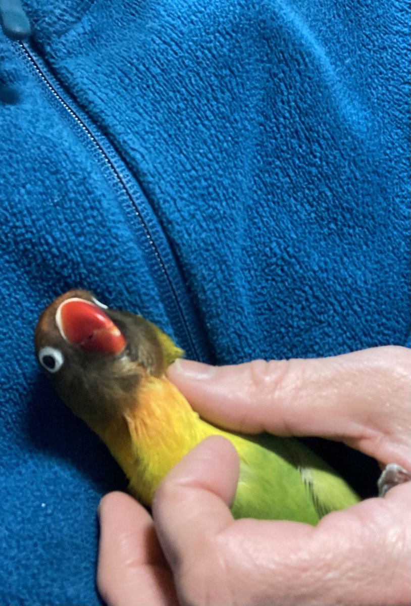 せーさん tweet media