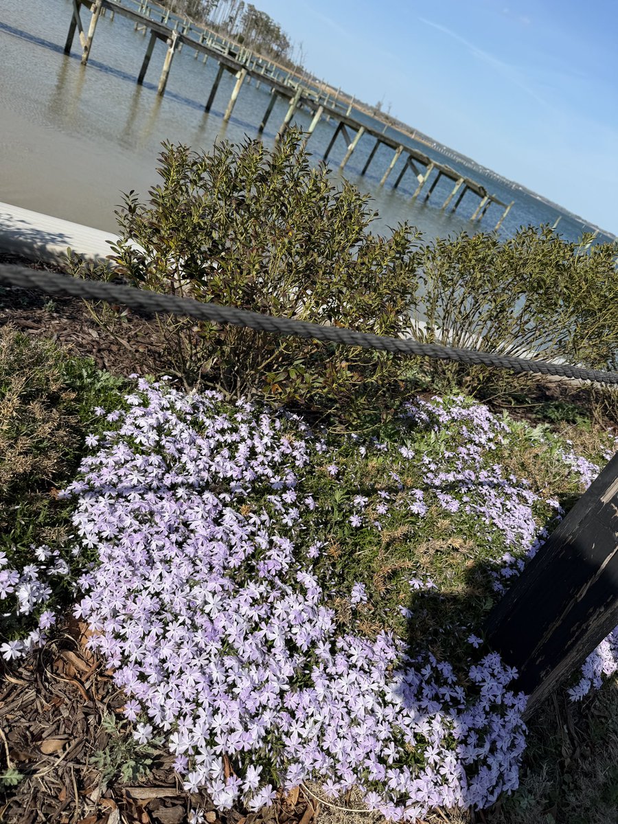 Shannon Roe tweet media