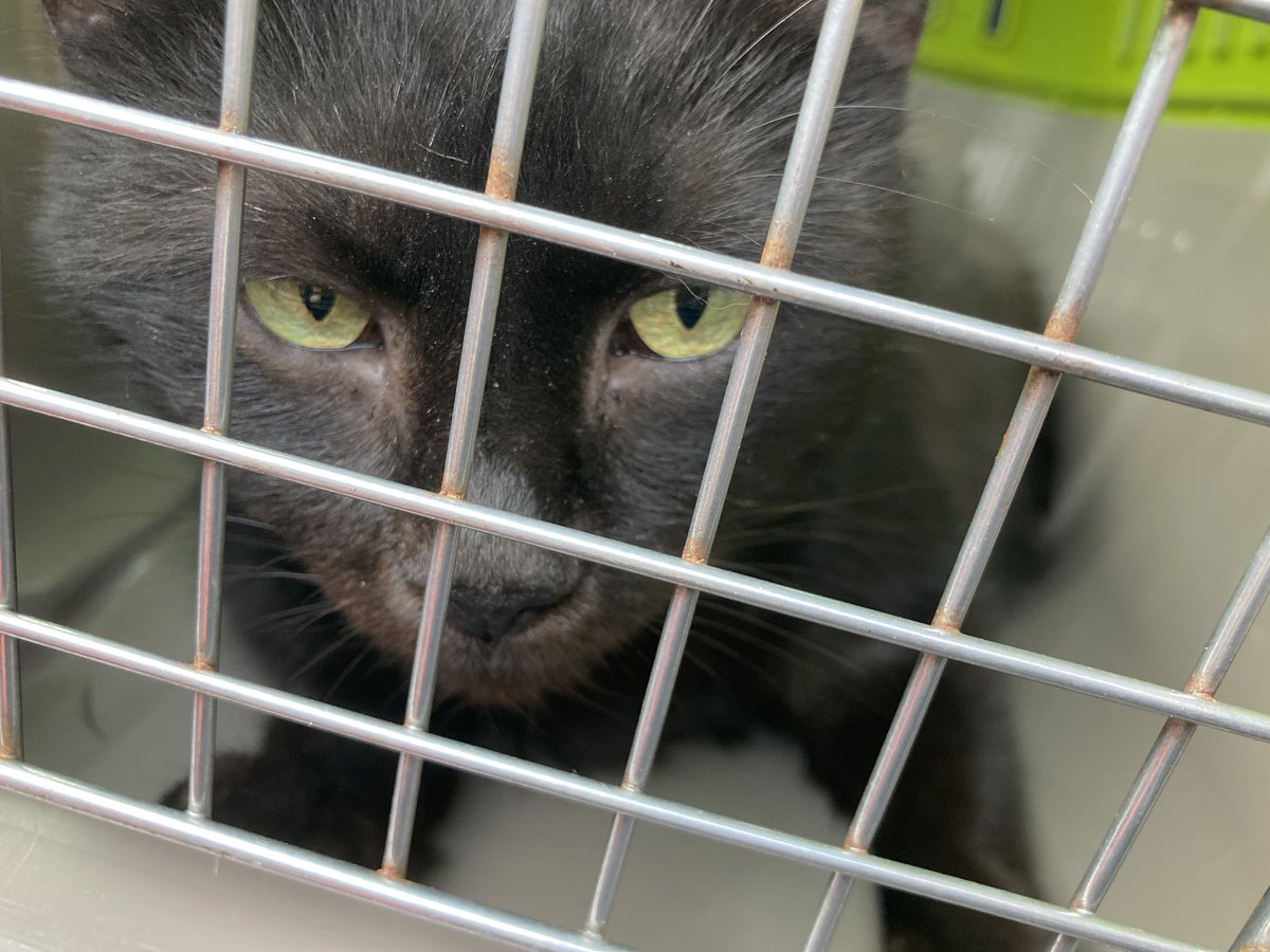 DeeMeow๐พ tweet media