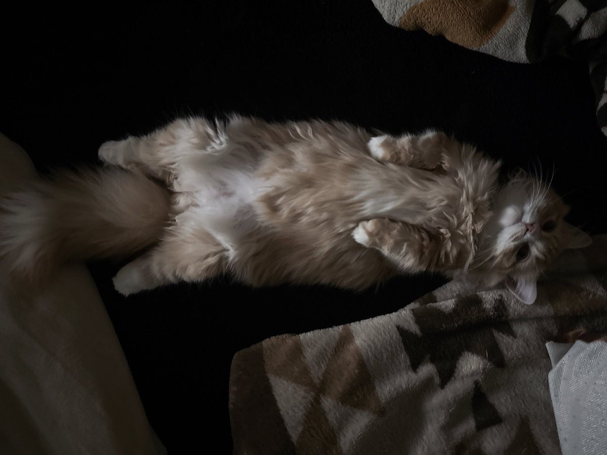 ねむるぅ tweet media