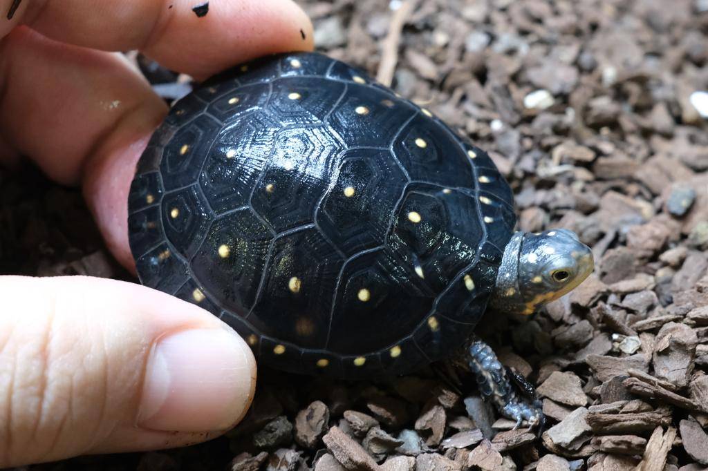 爬虫類ショップ アライブ(aLiVe) tweet media