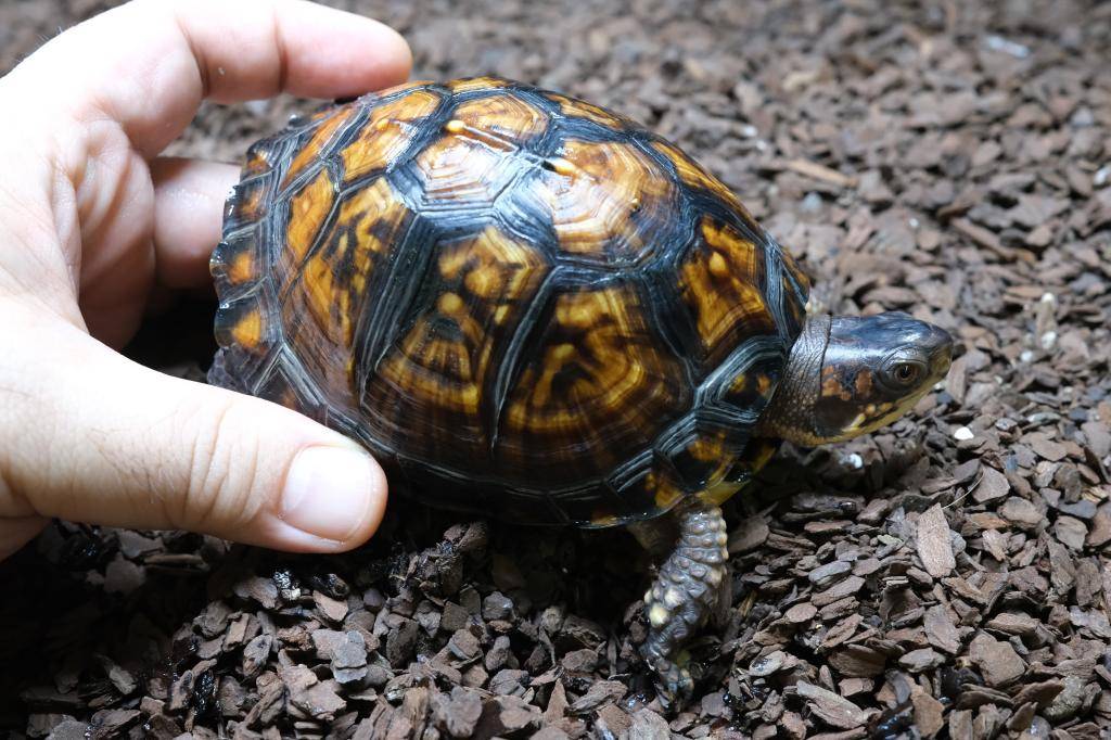 爬虫類ショップ アライブ(aLiVe) tweet media