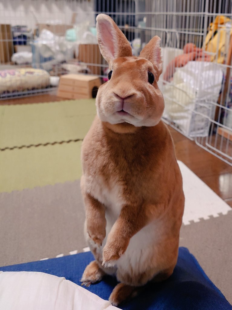 ゆー@もこもこは正義//ミニレッキスころも tweet media