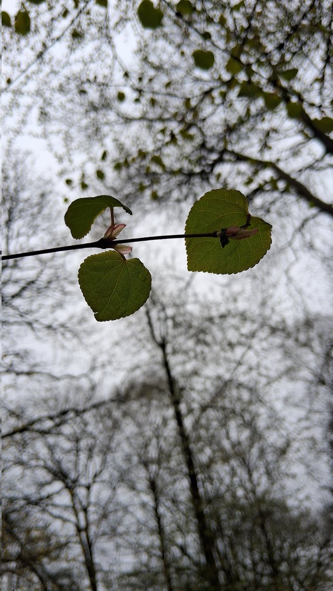 🌱 Debs - Raindrops on Roses tweet media