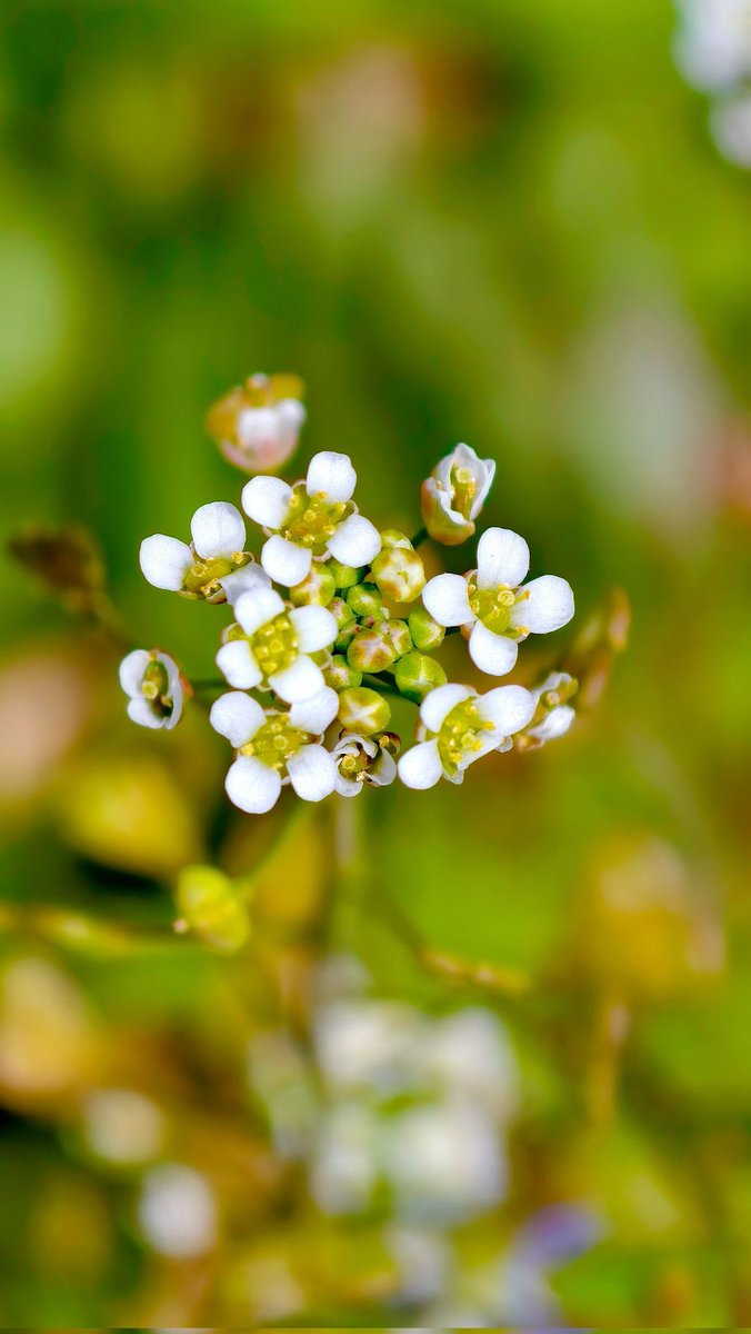 蔡蔡不菜🎀（互fo💯） tweet media