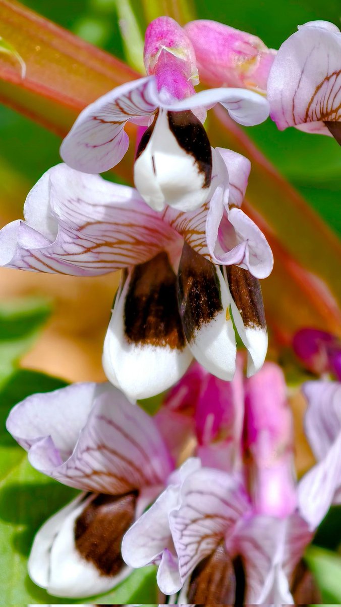 蔡蔡不菜🎀（互fo💯） tweet media