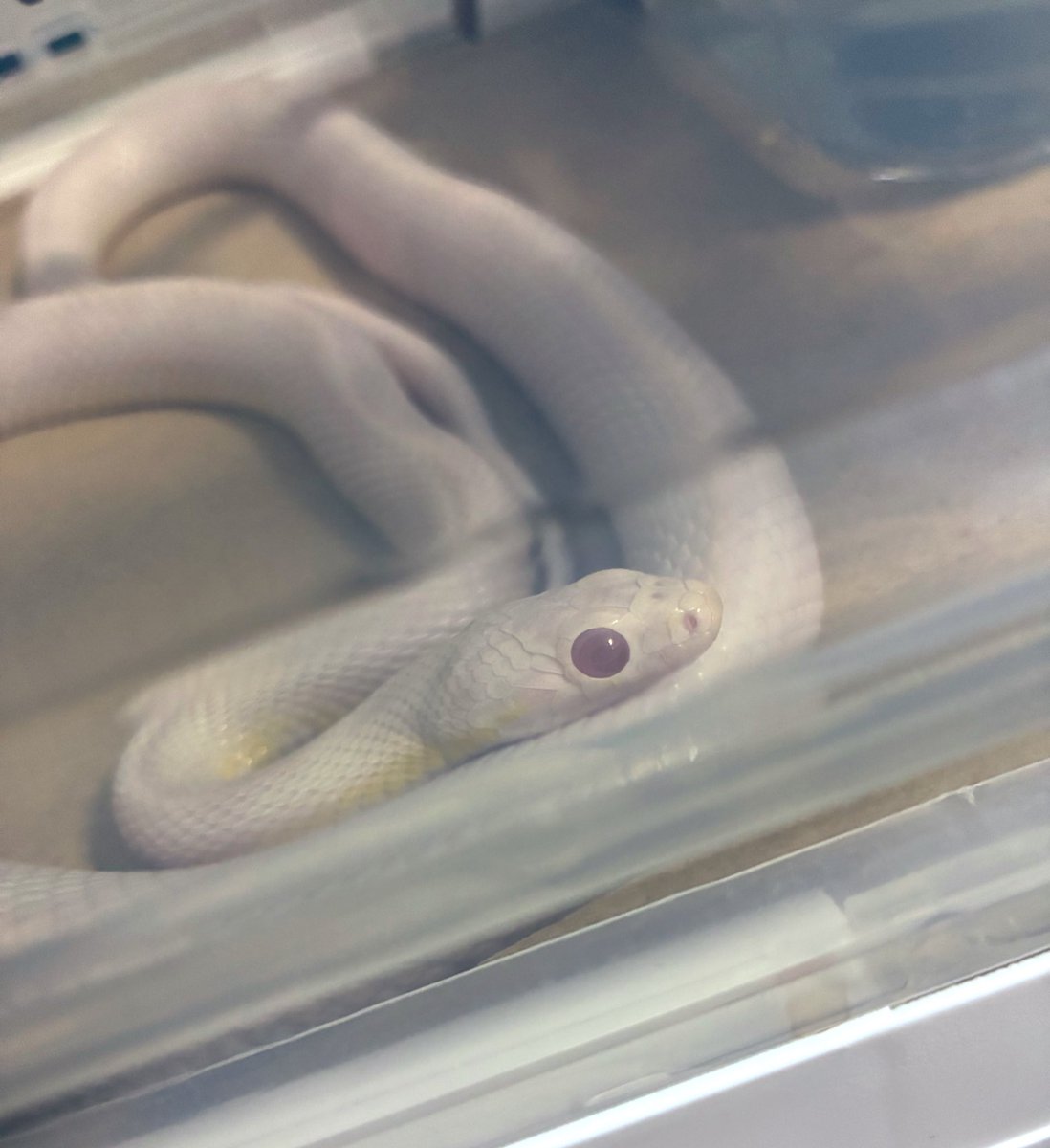 🔞いっこ 잇코 伊可 tweet media