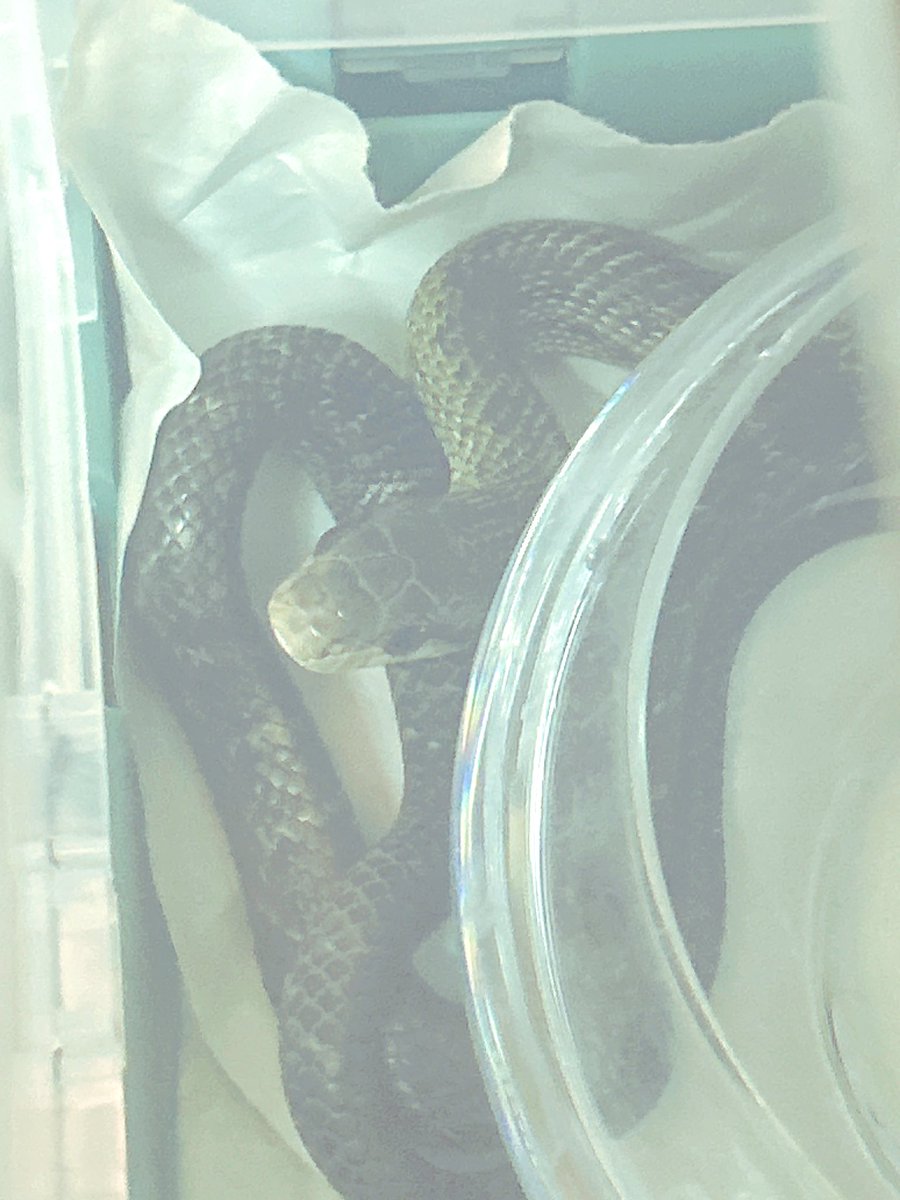 🔞いっこ 잇코 伊可 tweet media