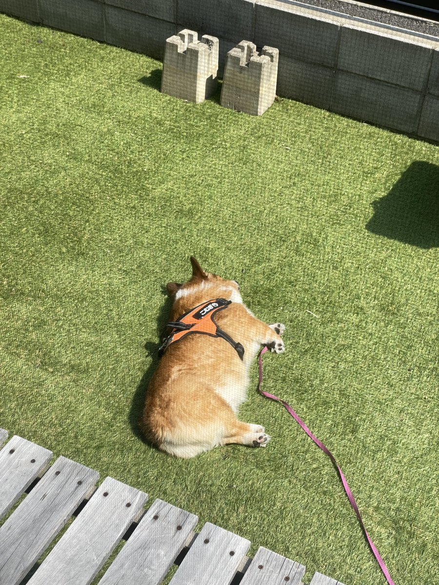 コーギー🦊こむぎ🦊♀さん tweet media