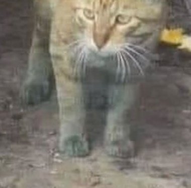 Satoshuni | Vtuber | 🚧 undergoing renovation 🚧 tweet media