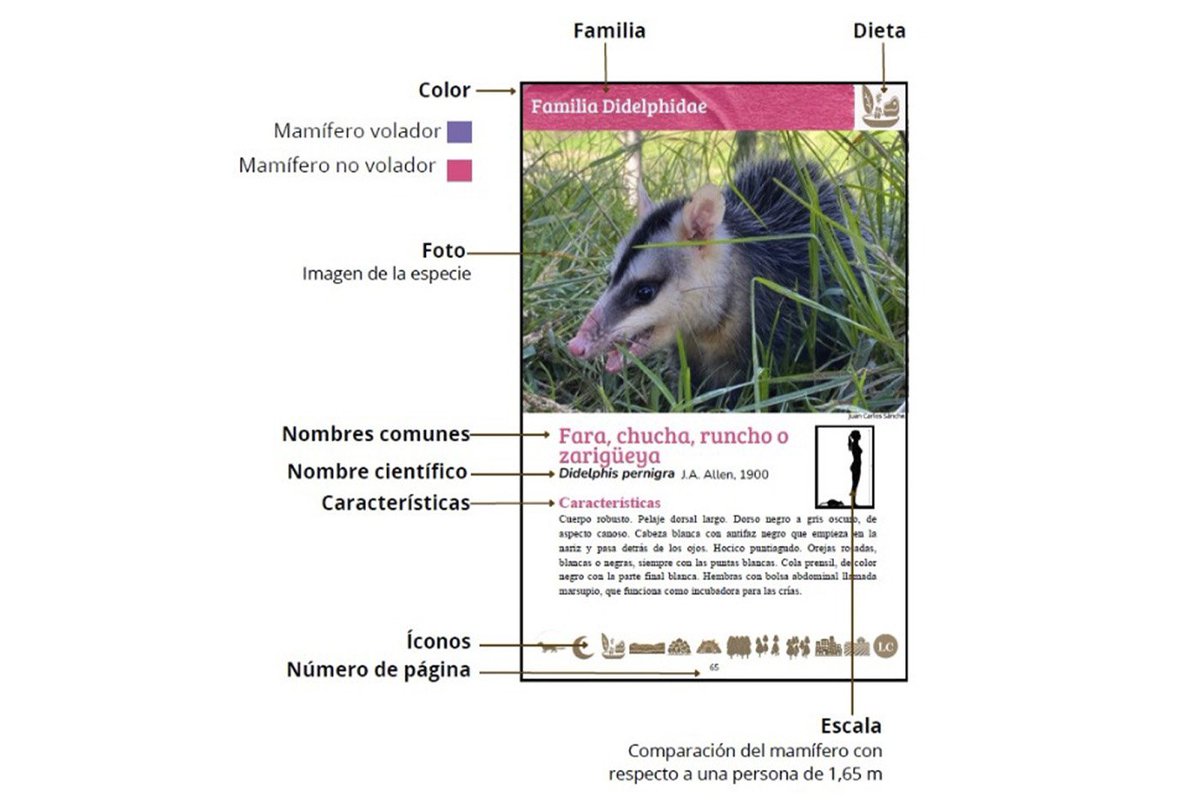 #AgenciaUNAL | La  UNAL documentó más de 57 especies de mamíferos en Bogotá y publicó una guía para promover su conocimiento y conservación. El estudio resalta su papel clave en los ecosistemas urbanos y la necesidad de protegerlos.

agenciadenoticias.unal.edu.co/detalle/guia-d…