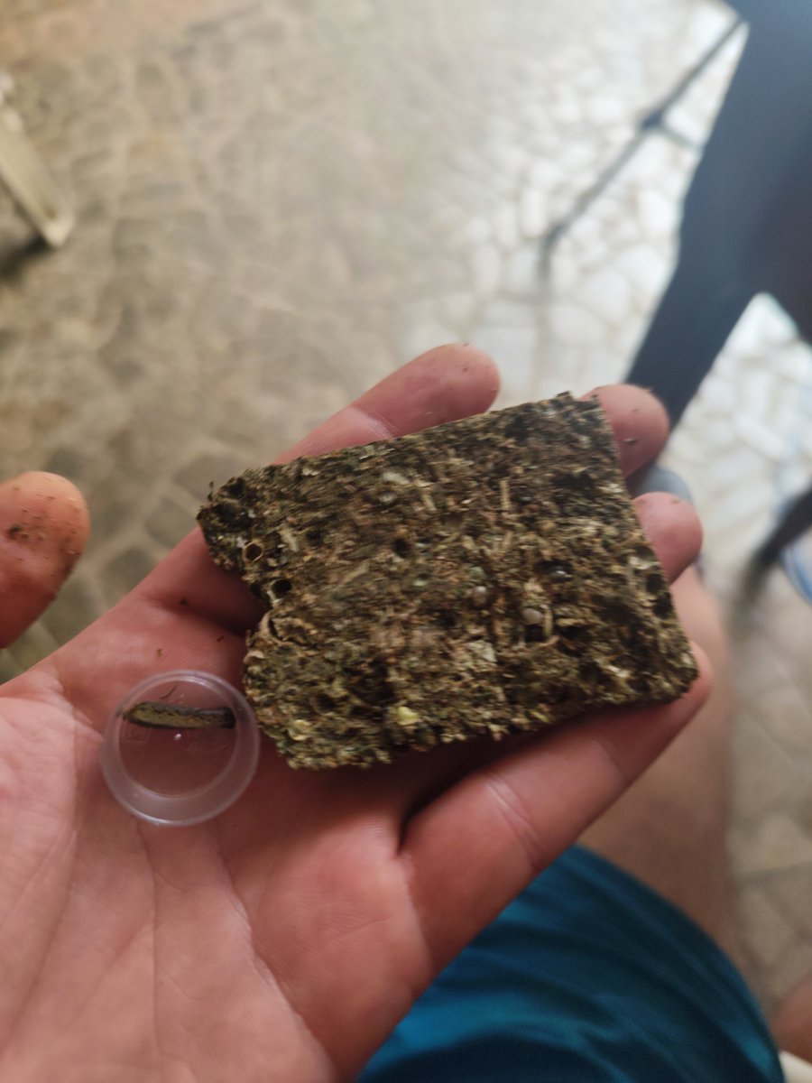 Caio Cezar, especialista em F200🍁 tweet media