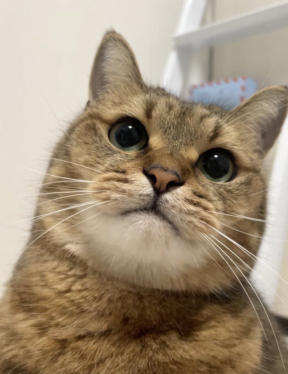 みにら日記-MiniraDiary- tweet media