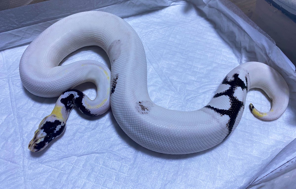 いずな🌸👯 tweet media