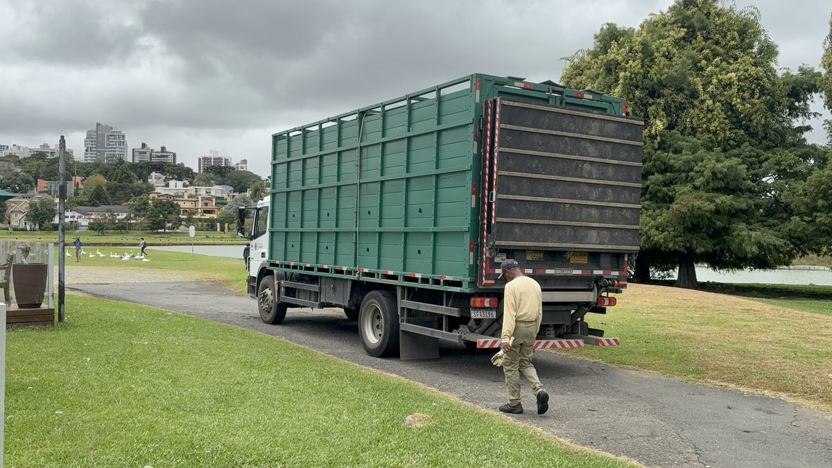 カピゴン松島【南米カピバラ探検家】ビバ南米 tweet media