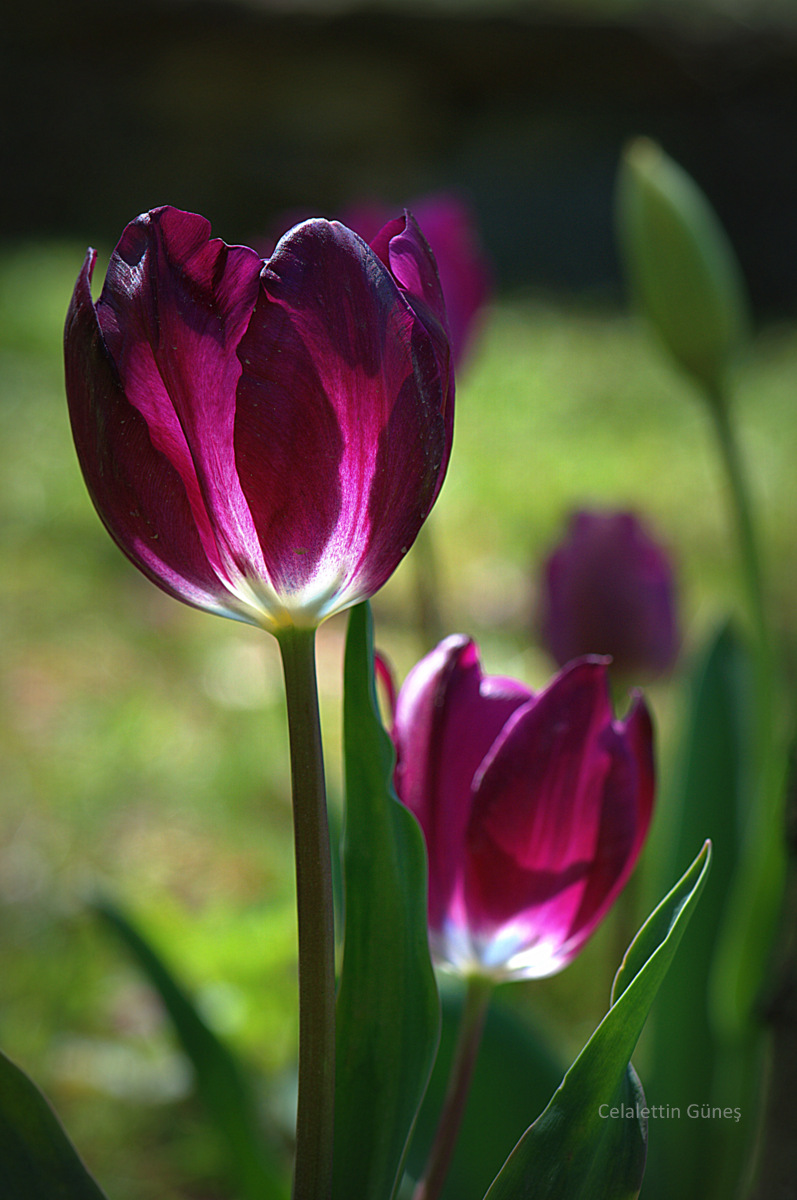 Celalettin Güneş tweet media