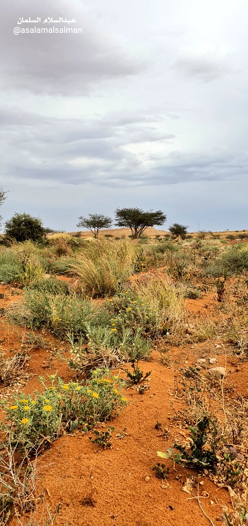 عبدالسلام السلمان tweet media