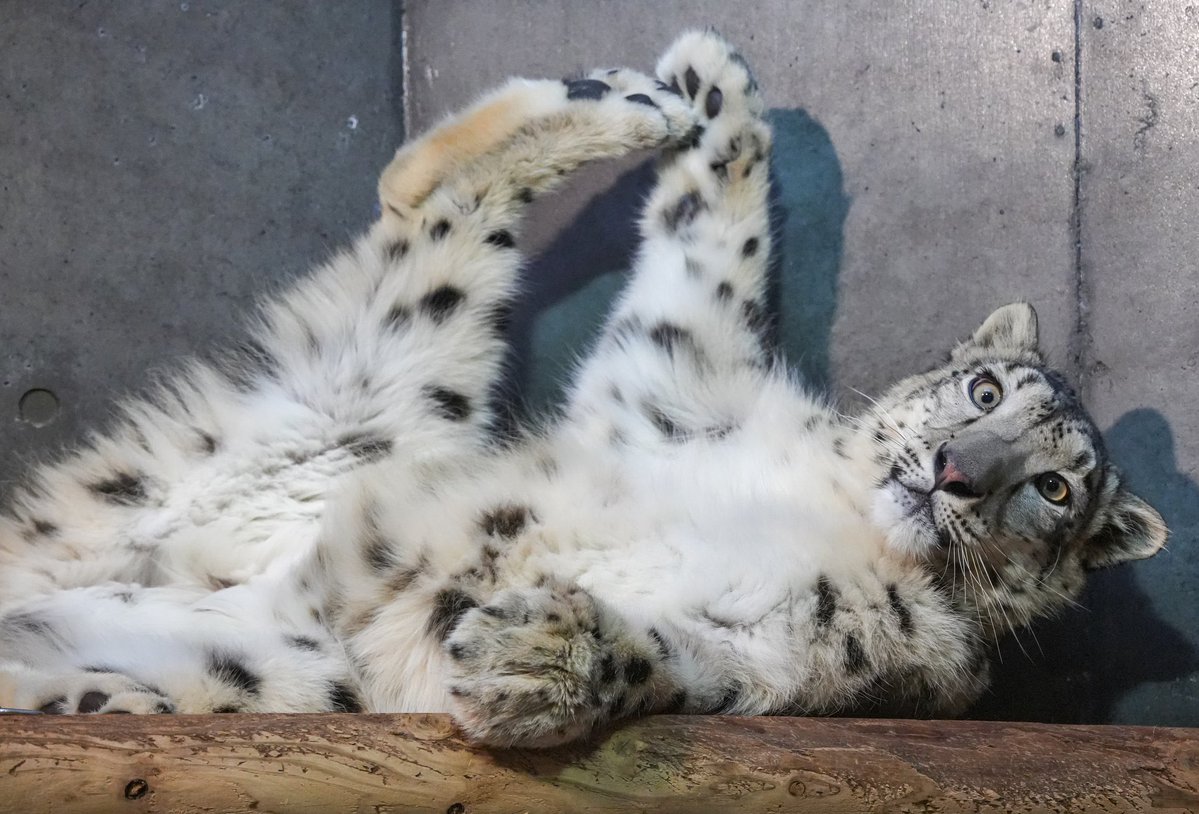 foxglove tweet media