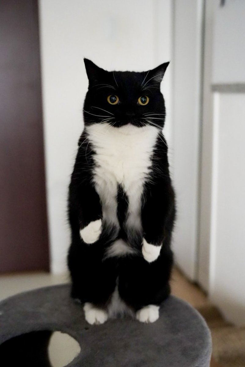 I'm Uni :3 tweet media