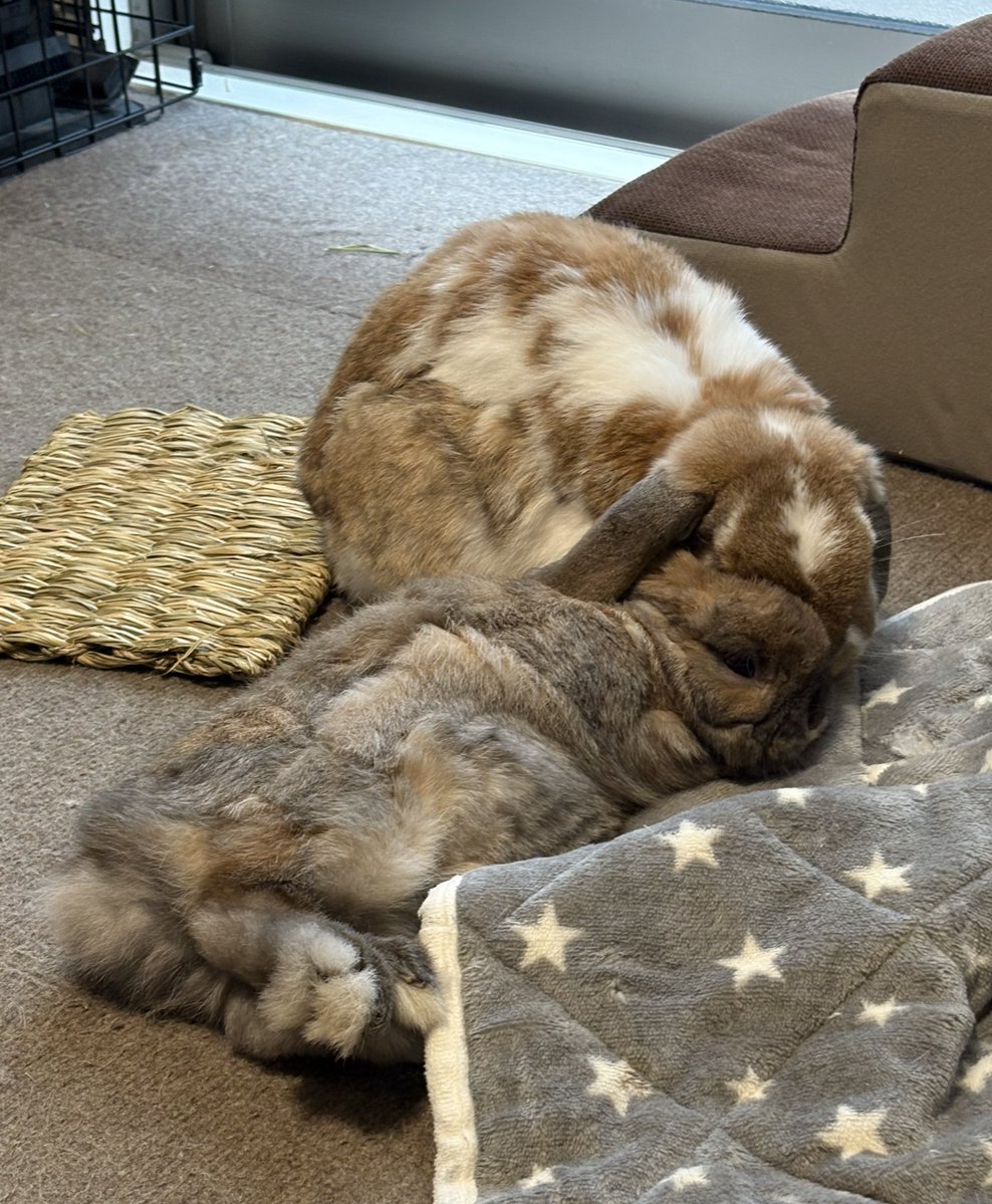 うさぎのくろみつとはちみつ tweet media