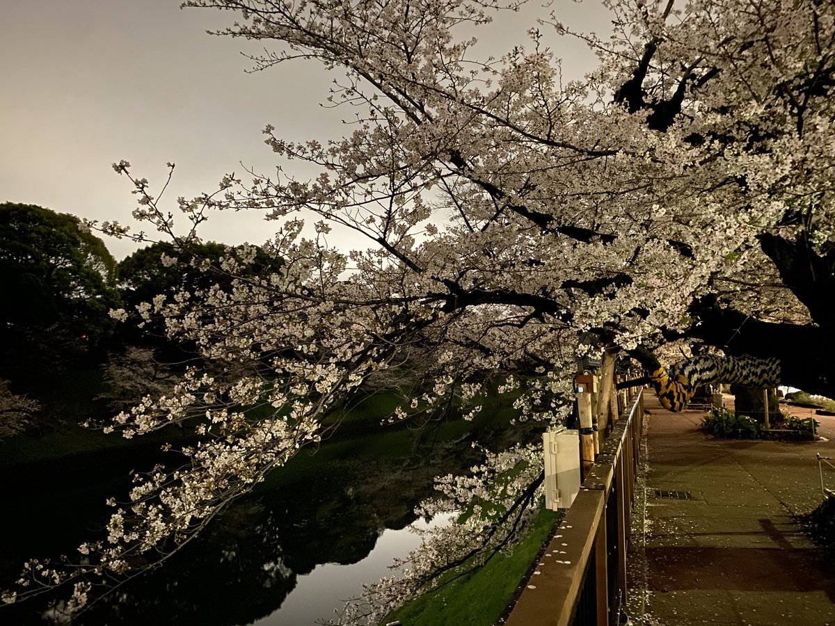 Shun. K（ぼぶ） tweet media