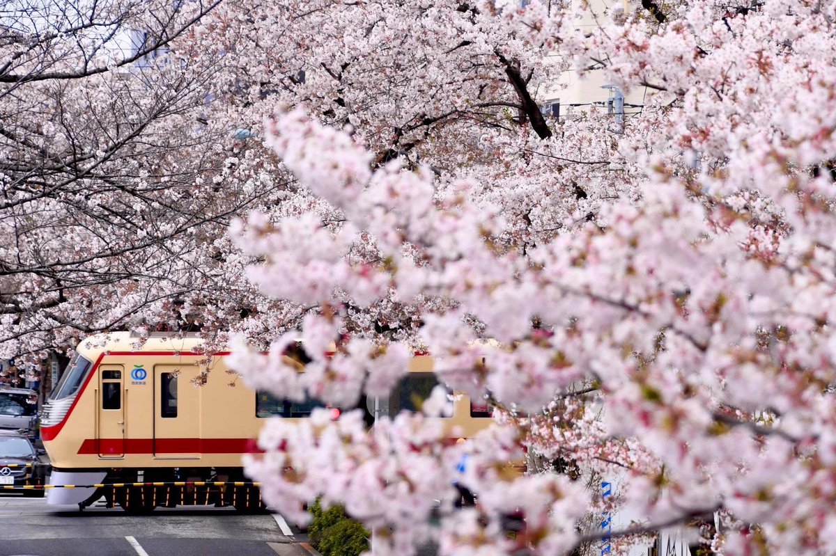 yoshitoshi583's tweet photo. #皆さんの鉄道と桜の写真見せて下さい https://t.co/lMIQndXmE4