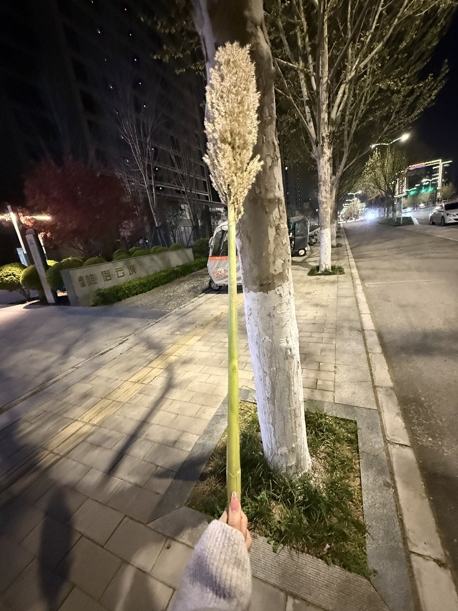 花火和热带鱼 tweet media