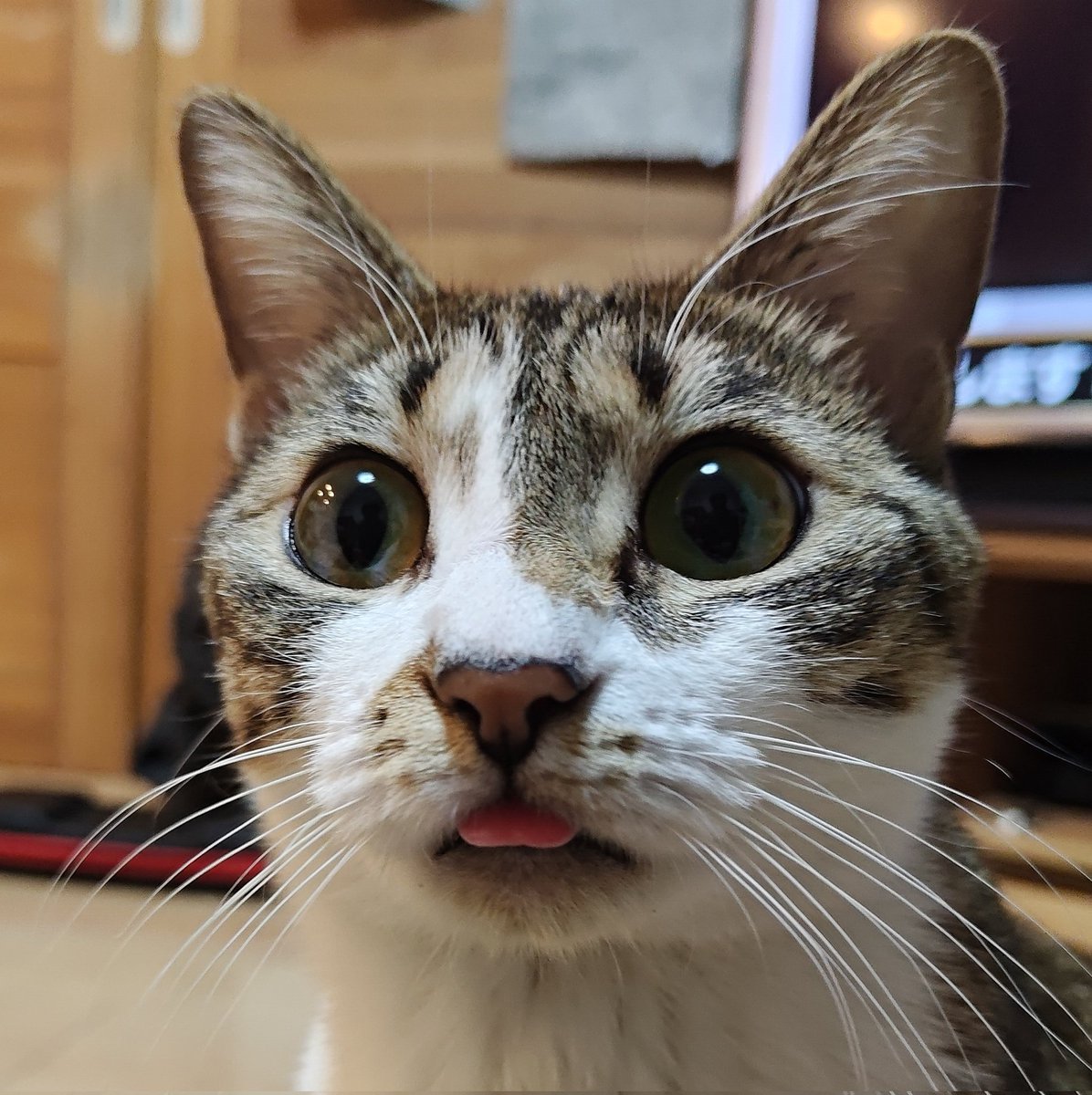 マスター tweet media