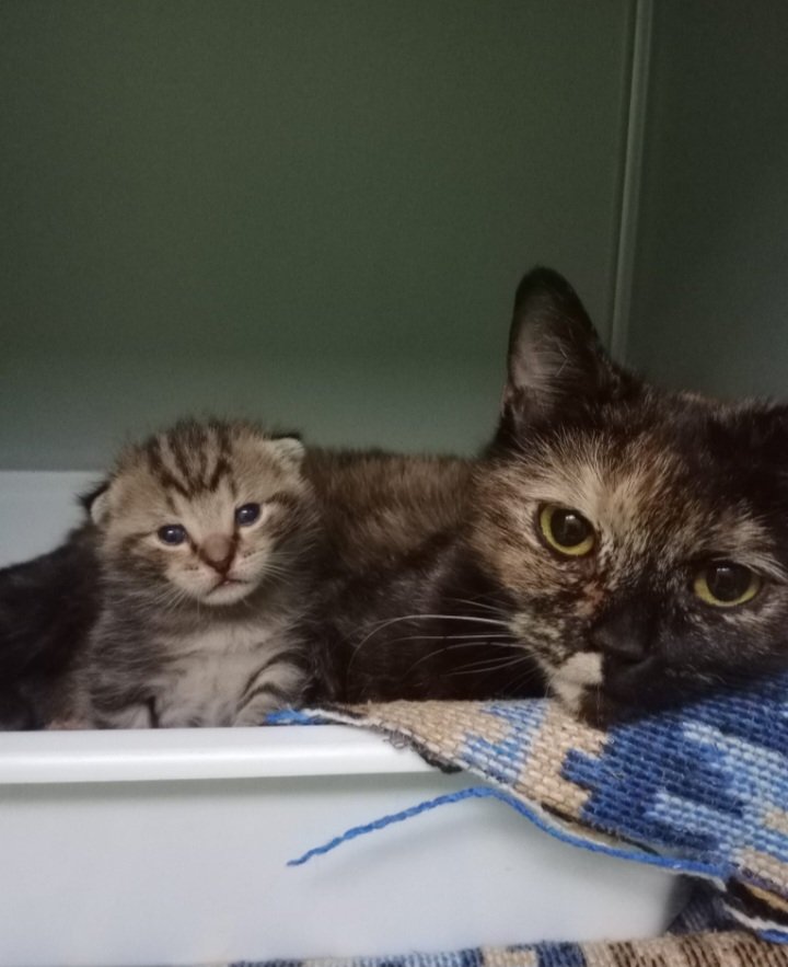 Lütfen paylaşır mısınız?
Bir anne ve minik kızı için güvenli bir yuva arıyoruz…Anne, doğumun ardından kısırlaştırıldı ve artık yeni bir başlangıca hazır. Şu an koruma altındalar ama bu geçici bir güvenlik. Yeniden sokağa dönmelerini istemiyoruz. Birlikte hayata tutunmuş bu iki