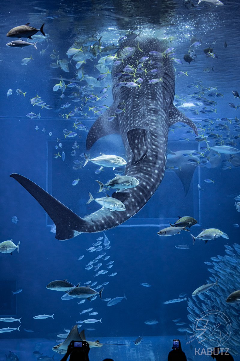 かぶつ tweet media