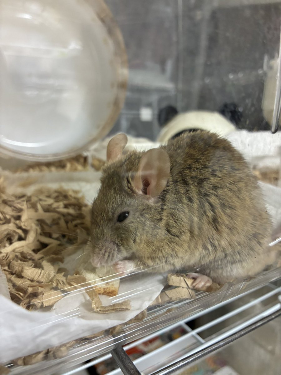 ネズミなんて怖いし気持ち悪いイメージしかなかったのに
今じゃなぜか沼
不思議w