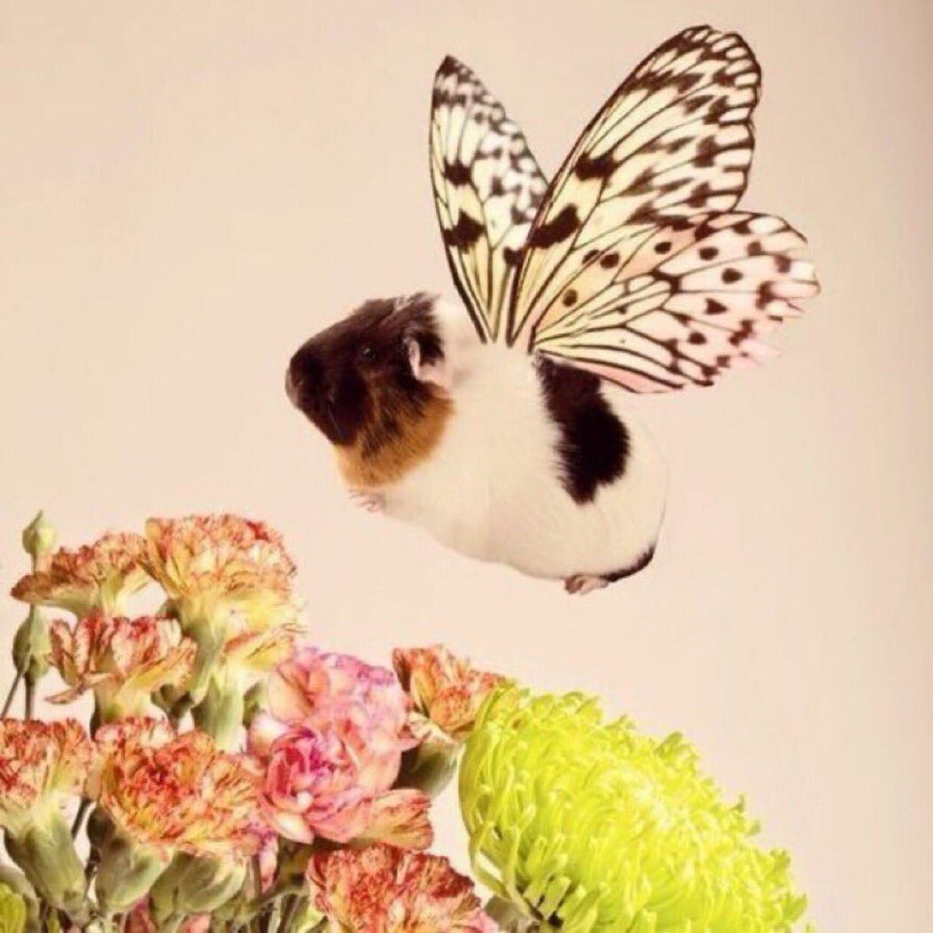 fer caca tweet media