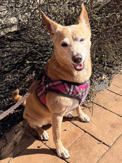 SPCA Cincinnati tweet media