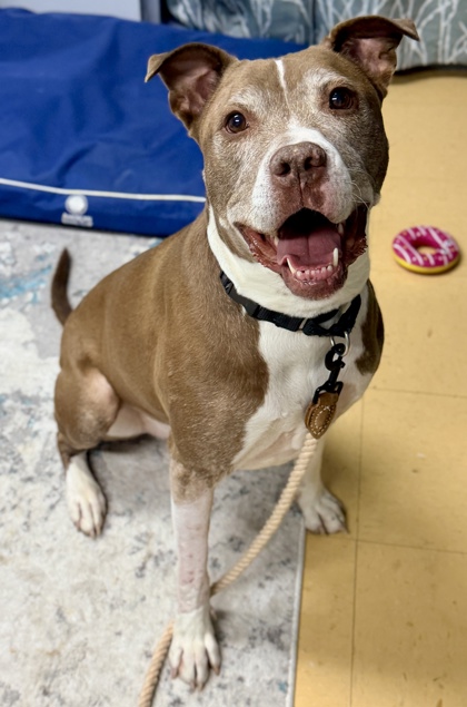 SPCA Cincinnati tweet media