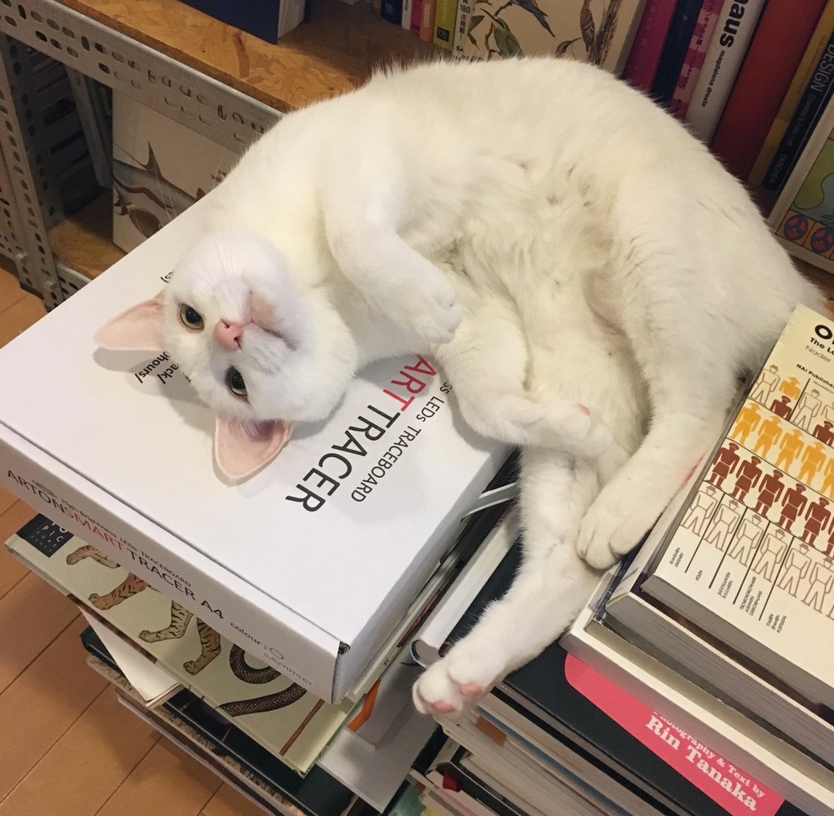 モリヒト / MORITA Hitomi tweet media