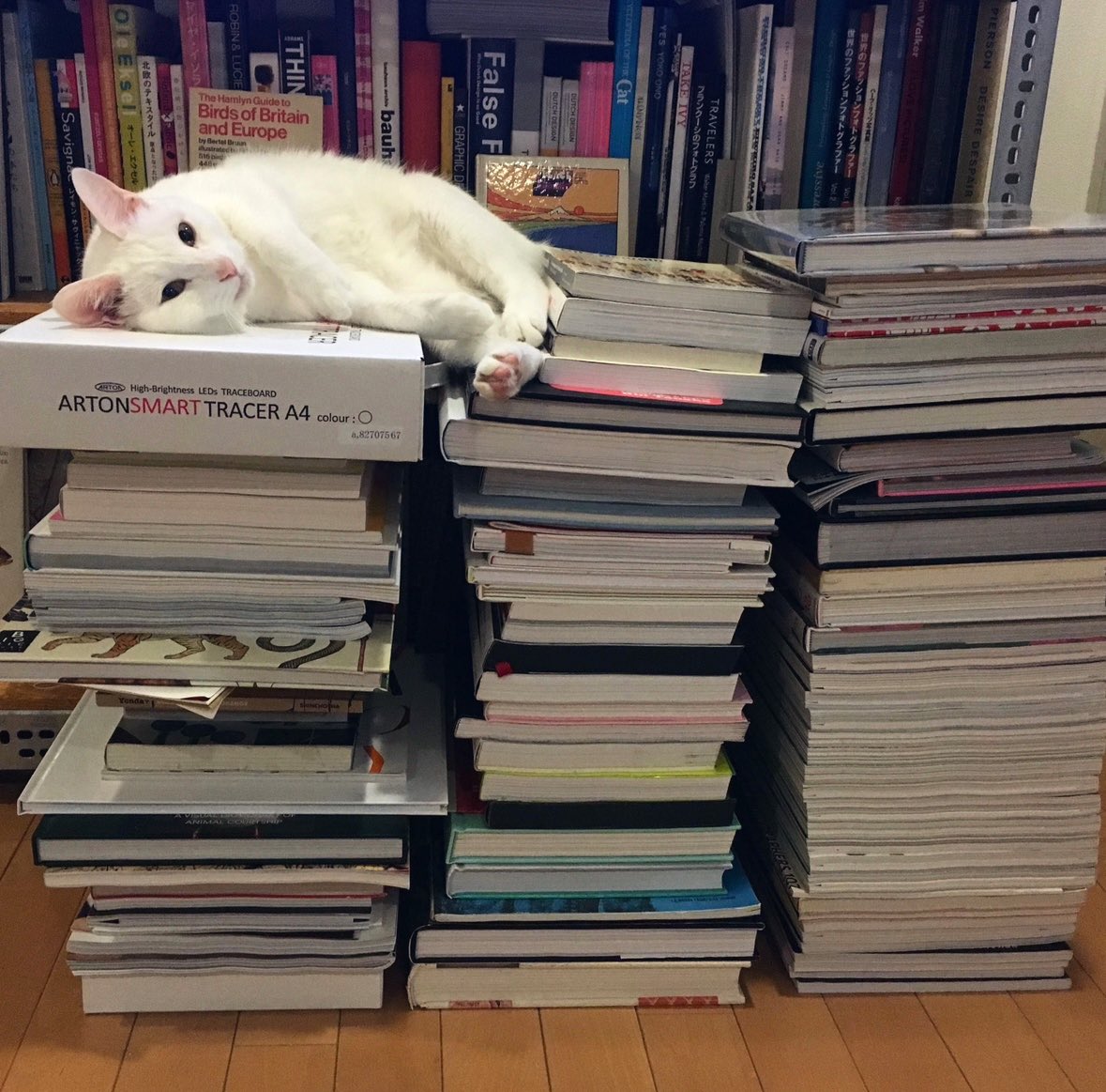 モリヒト / MORITA Hitomi tweet media