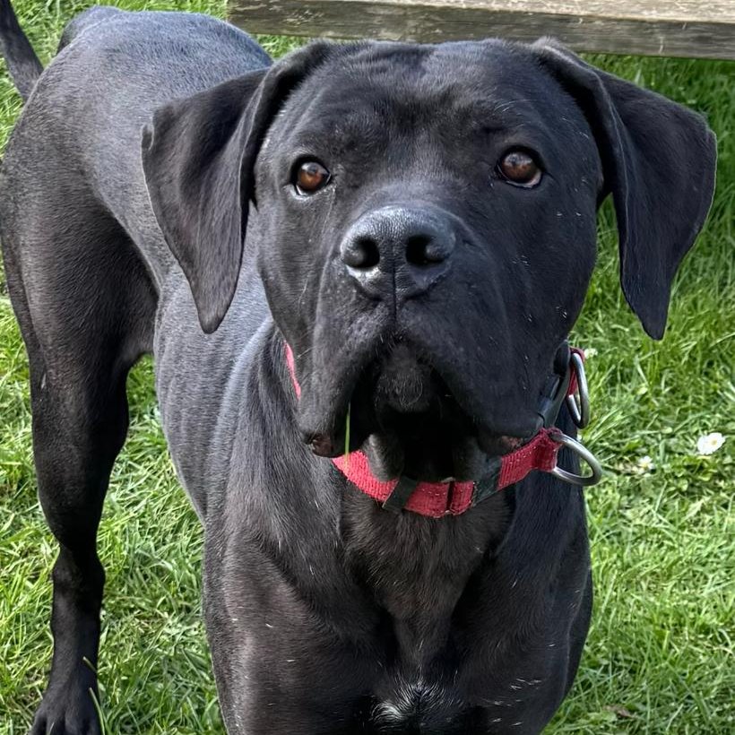 Animal Adoptions UK 🐕‍🦺🐈🐎❤️ tweet media