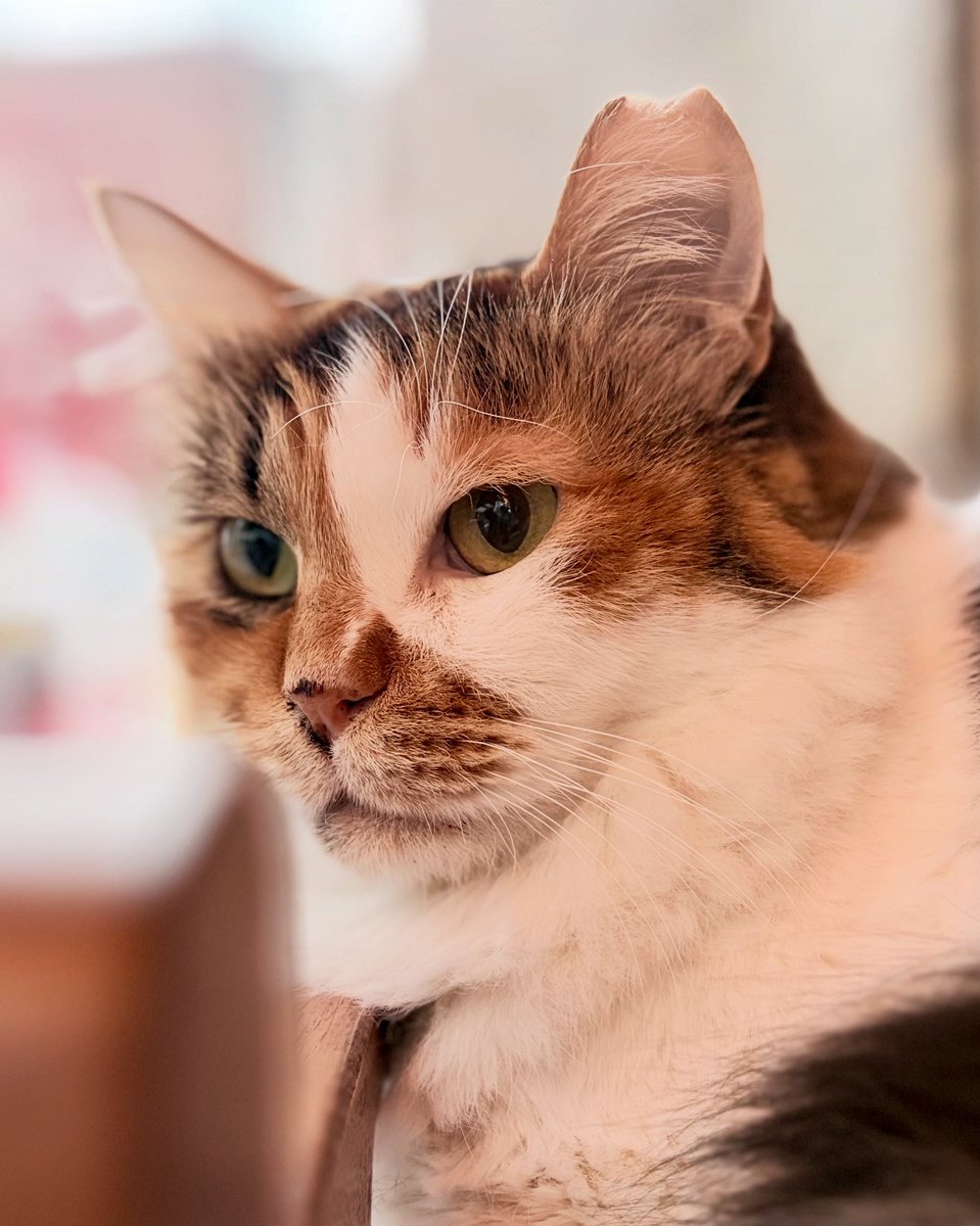 masatsufile's tweet image. インスタグラムにアップした猫写真4日分。

久し振りに3:2の写真が混じりました。

#masatsu_cat
#catsofinstagram #猫写真