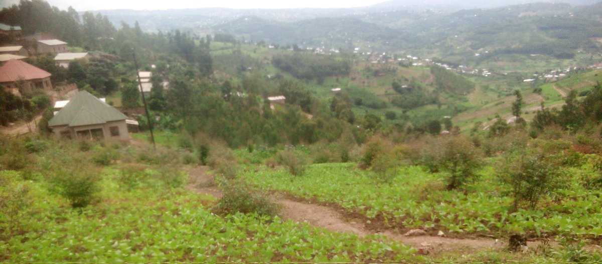 Haw do you call this system in your Mather language ?Me shyamba system(beans and trees)