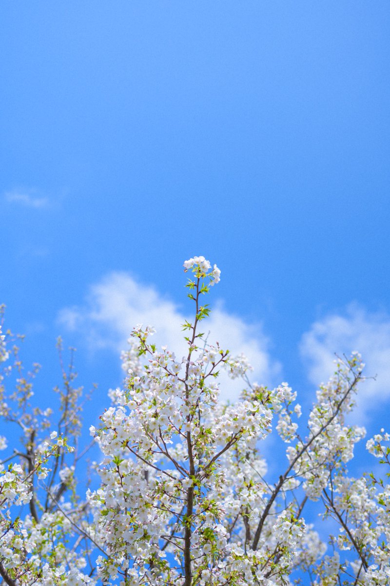 mashuu -ましゅう- tweet media