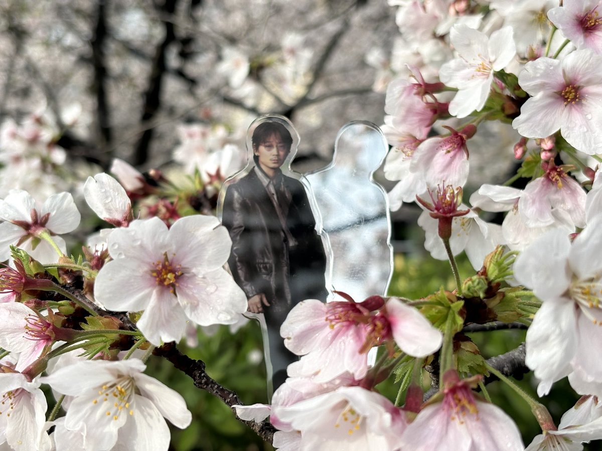 akkosan1625's tweet photo. お花見してきました🌸
満開宣言が出たと思ったらもう散り始めています。花の命は早いですね…
#GalaxyGo
#綾野ギャラクシー剛と https://t.co/r1axF1Y0iX