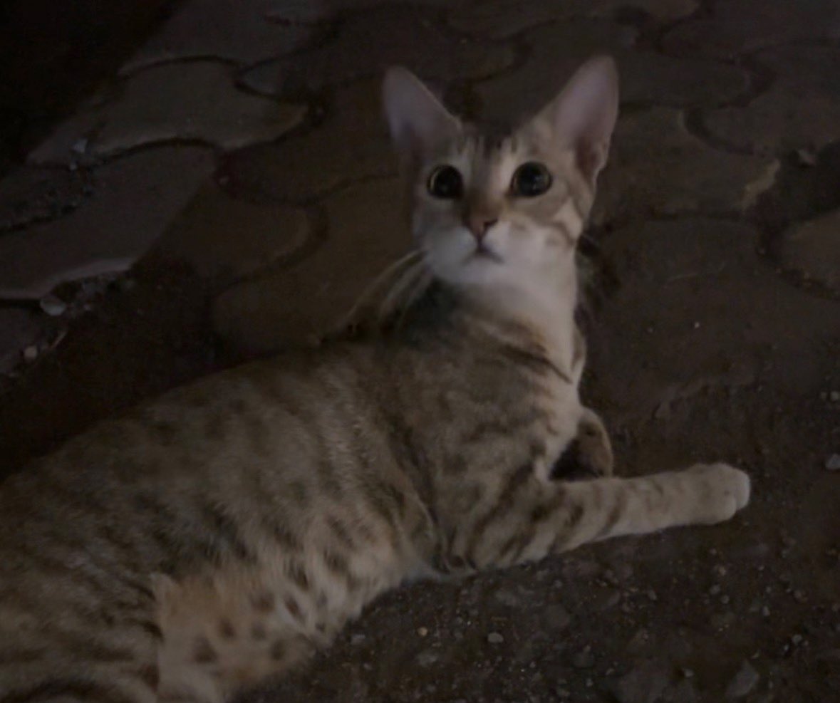 a : HATER tweet media