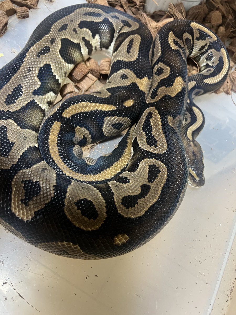 えんかうんと tweet media