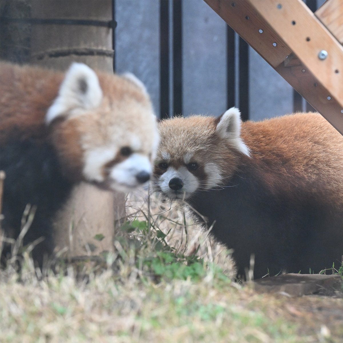 毎日パンダ tweet media